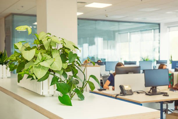 Plants in Your Cubicle
